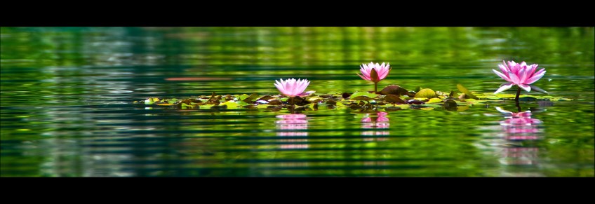 Vincent villamon Nenufar waterlily